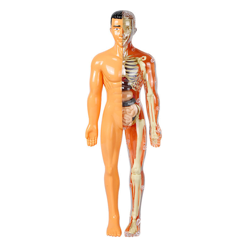 3D Human Anatomy Model, Transparent Body with Removable Organs, Hands-On Learning Toy for Students and Curious Kids