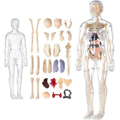 3D Human Anatomy Model, Transparent Body with Removable Organs, Hands-On Learning Toy for Students and Curious Kids