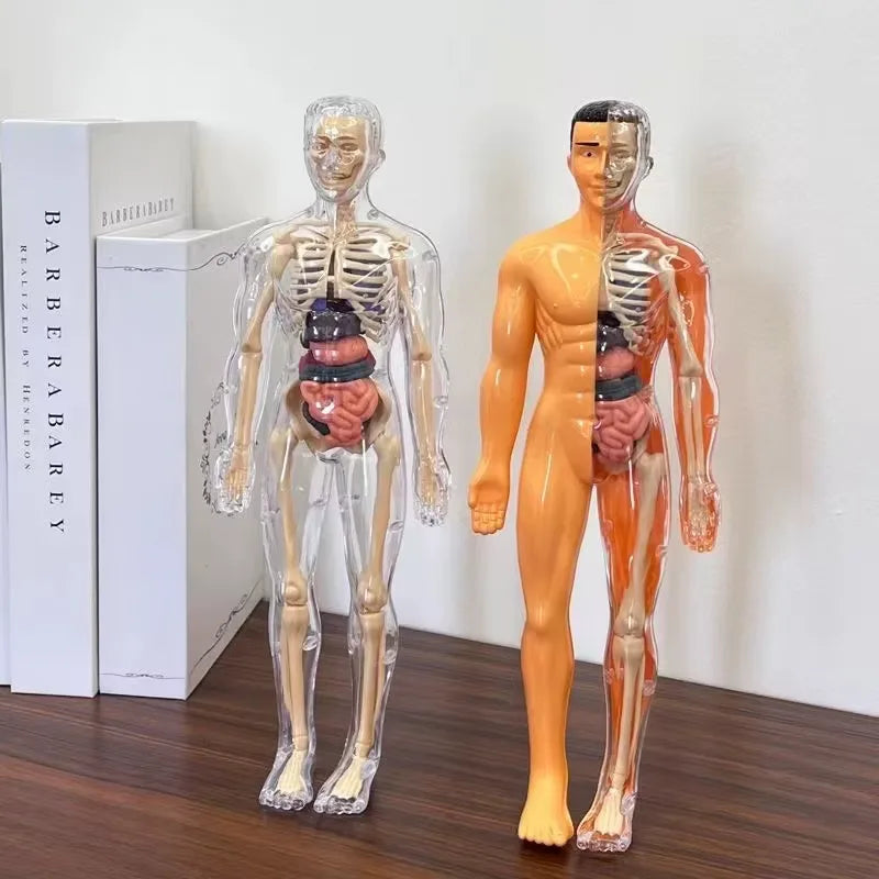 3D Human Anatomy Model, Transparent Body with Removable Organs, Hands-On Learning Toy for Students and Curious Kids
