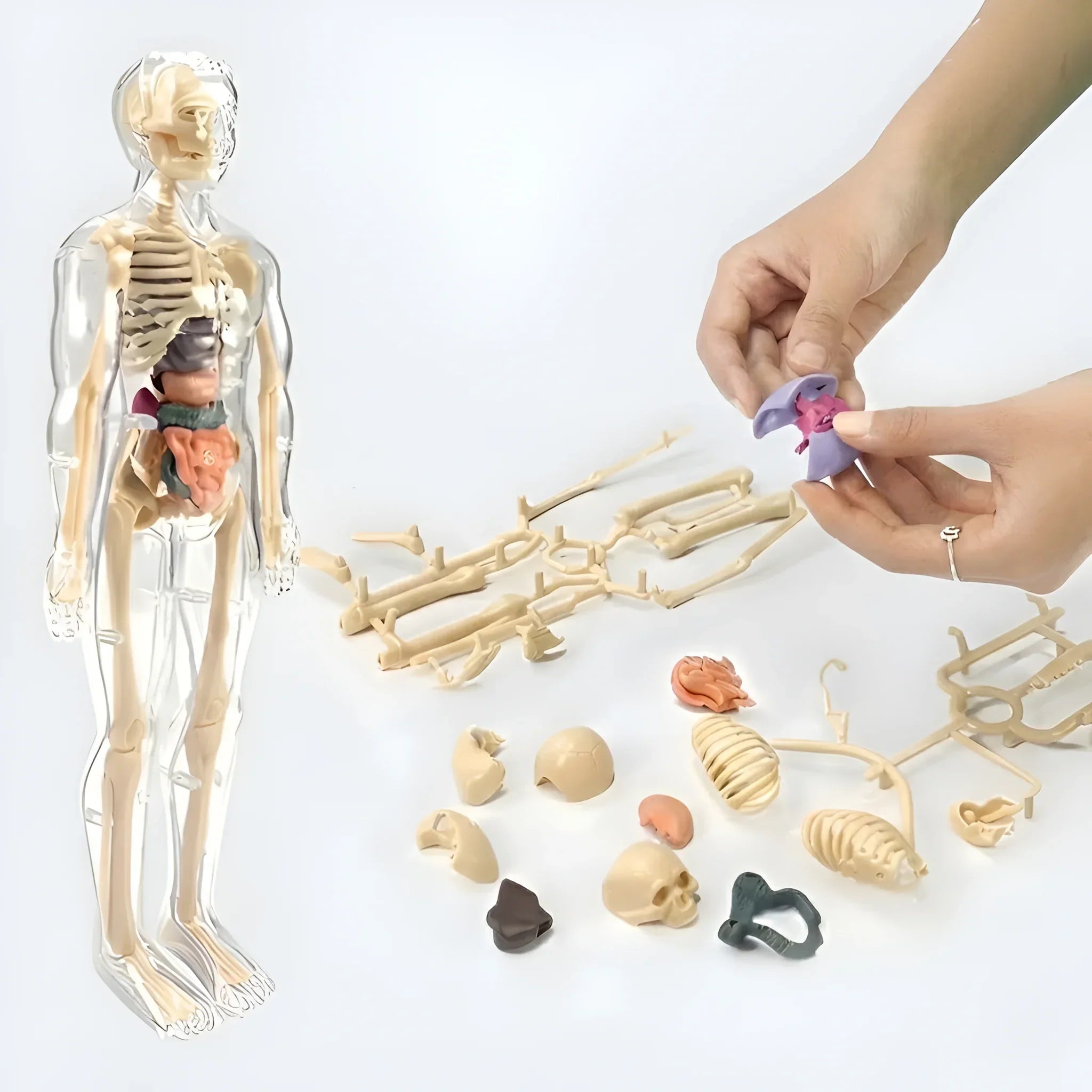 3D Human Anatomy Model, Transparent Body with Removable Organs, Hands-On Learning Toy for Students and Curious Kids