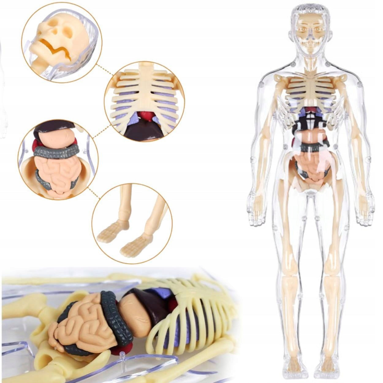 3D Human Anatomy Model, Transparent Body with Removable Organs, Hands-On Learning Toy for Students and Curious Kids